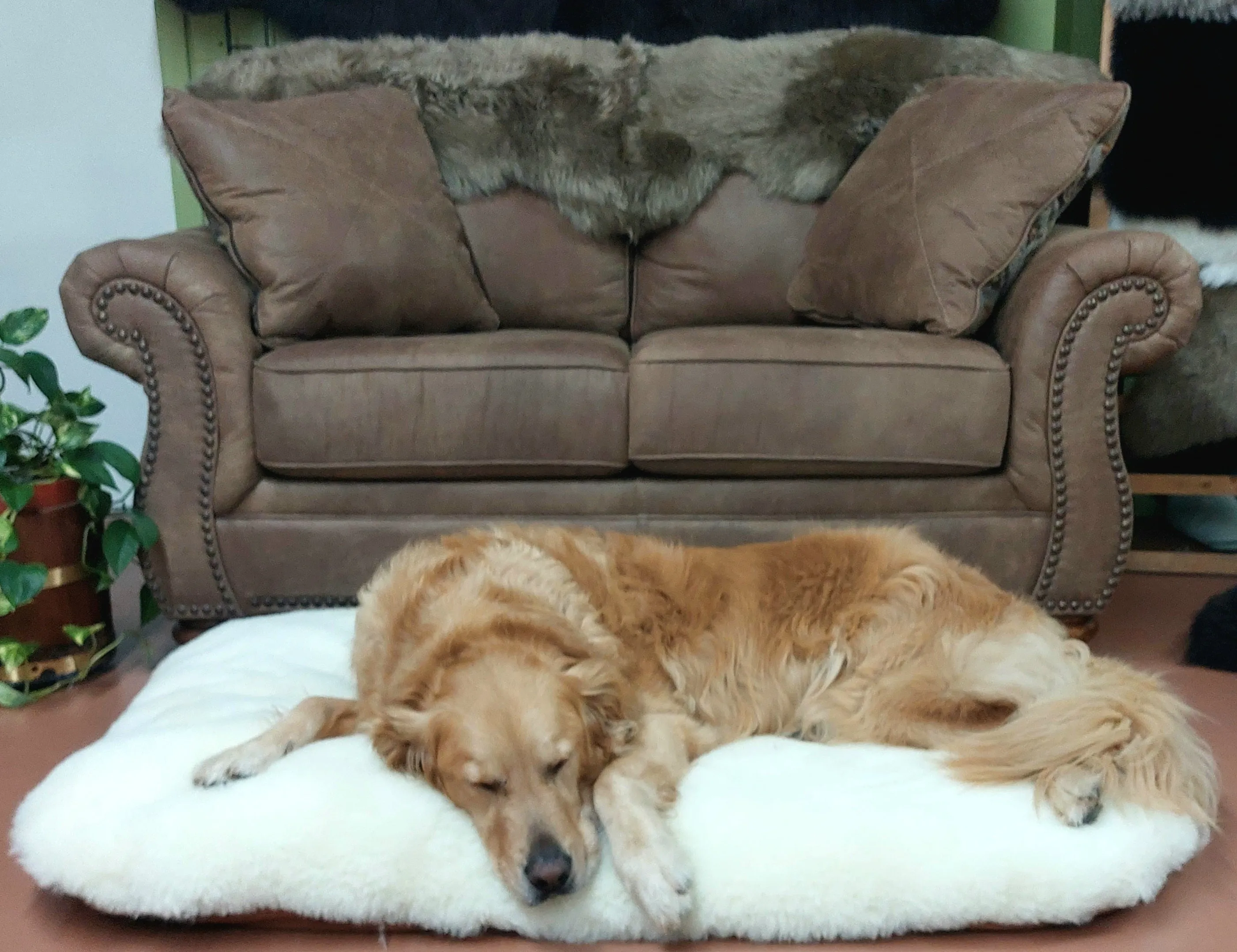 Sheep Wool Pet Beds